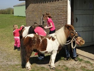 Pony Borstelen bij de Dapperstal