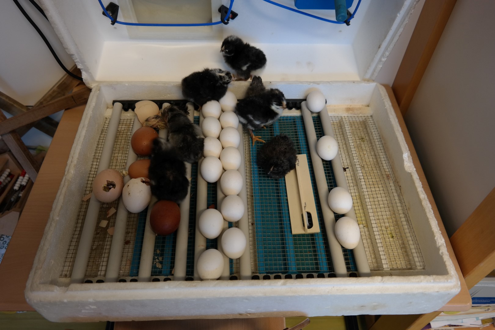 Hoera! de kuikens zijn uit hun ei gekropen!